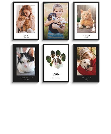 Poster honden en katten