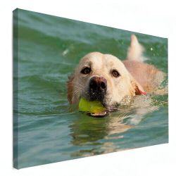 dierenfoto op canvas hond