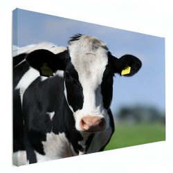 dierenfoto op canvas koe