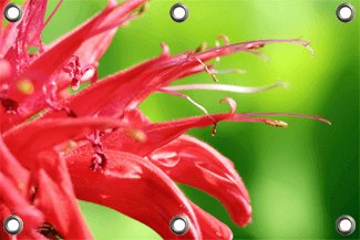 Tuinposter