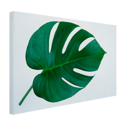 Botanische print van een gatenplant Canvas