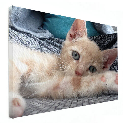 dierenfoto op canvas poes
