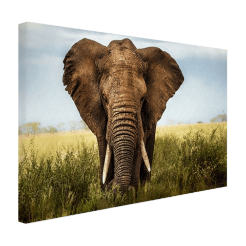 Afrikaanse olifant vooraanzicht Canvas