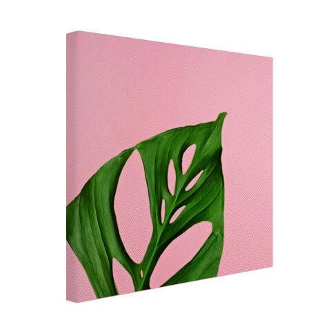 Botanisch blad op roze Canvas