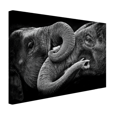 Verstrengelde olifanten Canvas