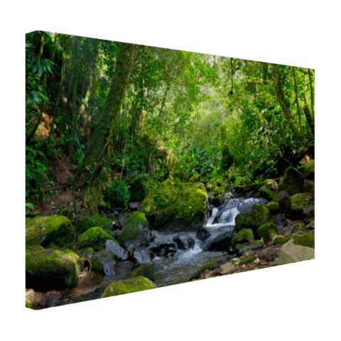 Regenwoudkreek Canvas