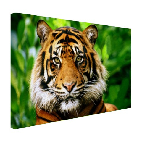 Sumatraanse tijger jungle