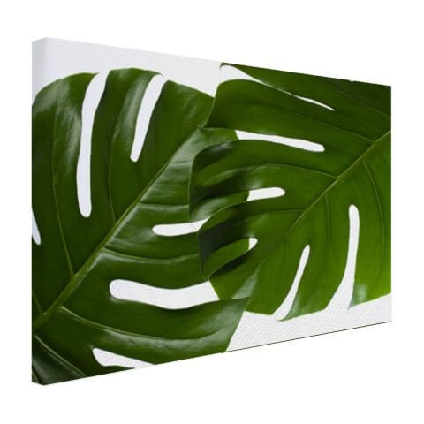 Twee bladeren botanische print Canvas