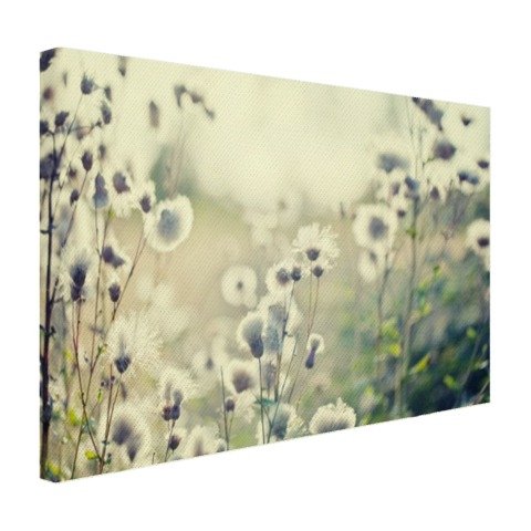 Witte bloemen in veld Canvas