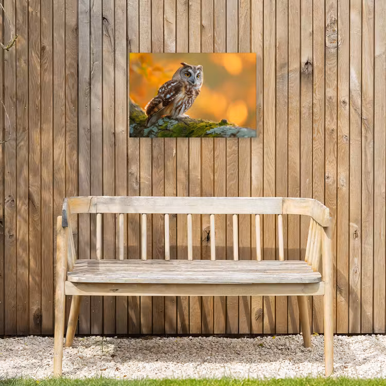 Buiten canvas - Bosuil op Mosbegroeide Tak — 3