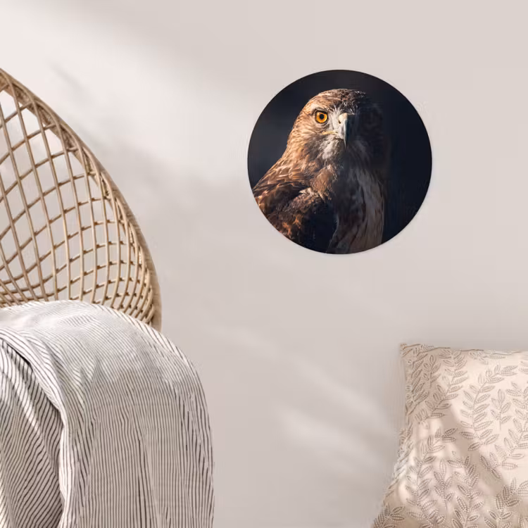 Behangcirkel - Roofvogel - Buizerd - Bruin — 5