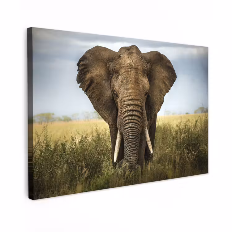 Buiten canvas - Olifant in de savanne — 1