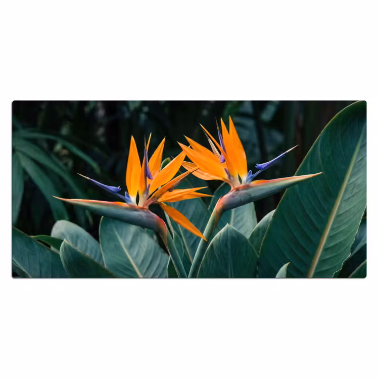 Bureau onderlegger - Paradijsvogel - Bloem - Exotisch — 2