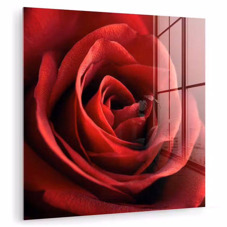Glas schilderij - Rood - Roos - Romantisch — 1