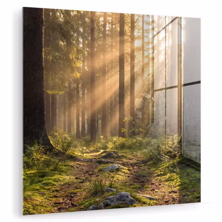Glas schilderij - Bos - Zonlicht - Gras — 1