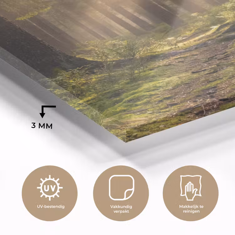 Glas schilderij - Bos - Zonlicht - Gras — 3