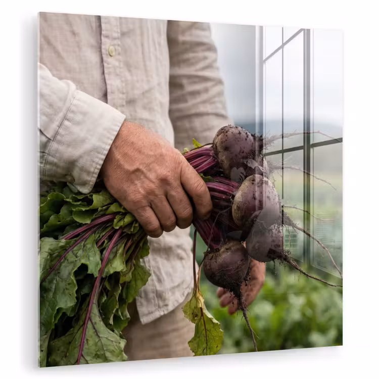 Glas schilderij - Bieten - Vers - Moestuin — 1
