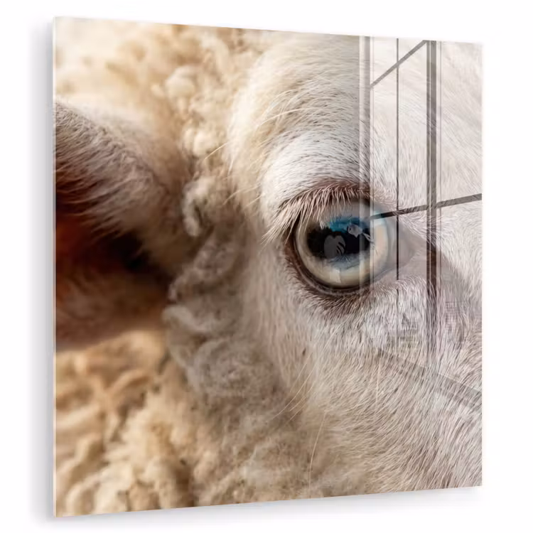 Glas schilderij - Schaap - Oog - Wit — 1