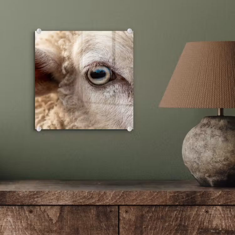 Glas schilderij - Schaap - Oog - Wit — 4