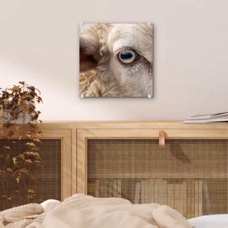 Glas schilderij - Schaap - Oog - Wit — 5