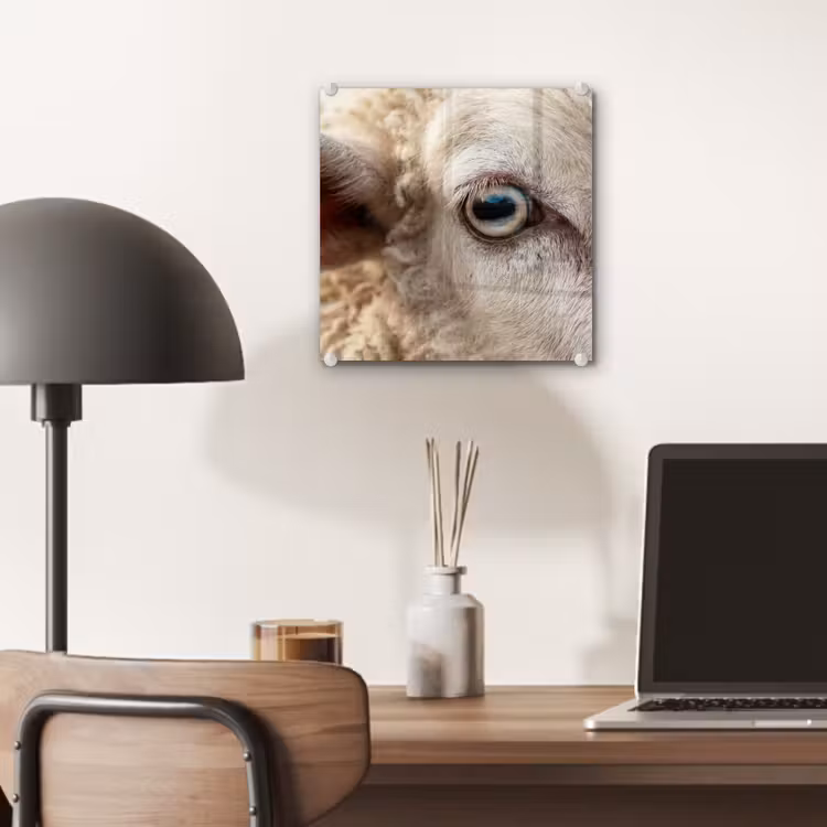 Glas schilderij - Schaap - Oog - Wit — 7