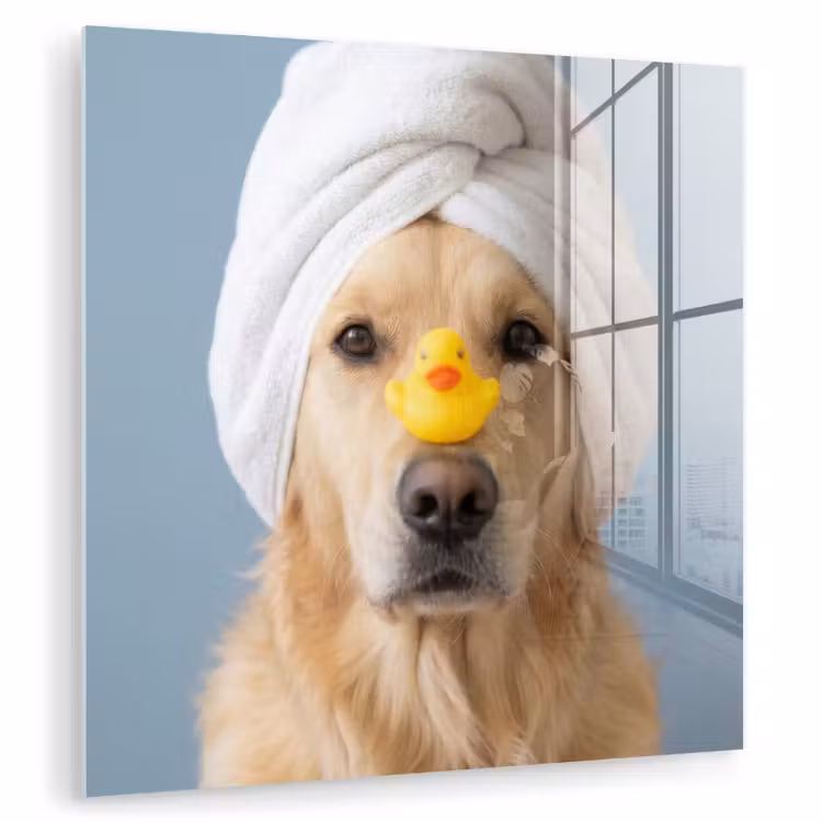 Glas schilderij - Hond - Badeend - Geel — 1