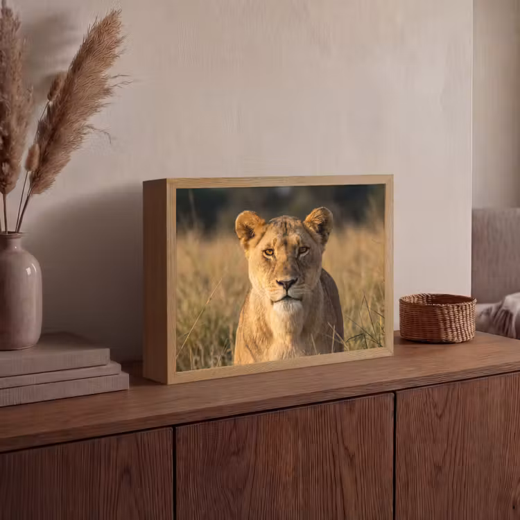 Lightbox - Wandlamp - Leeuwin - Gras - Geel — 4