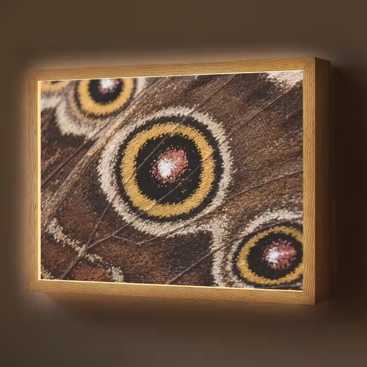 Lightbox - Wandlamp - Vlinder - Vleugel - Abstract — 1