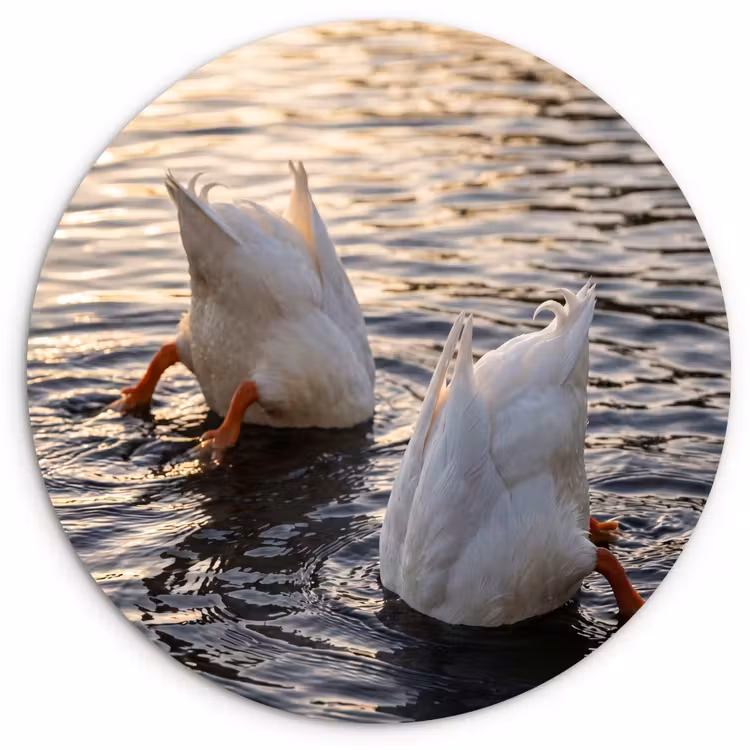 Muurcirkel - Eenden - Water - Natuur — 1