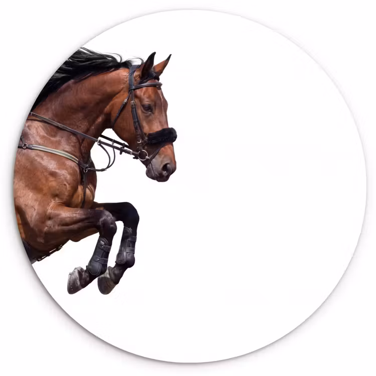 Muurcirkel - Paard - Springen - Modern — 1