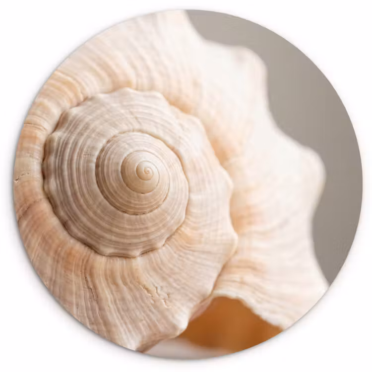 Muurcirkel - Schelp - Detail - Beige — 1
