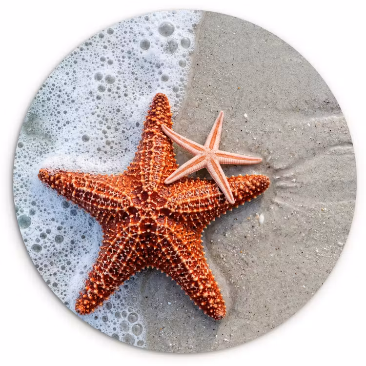 Muurcirkel - Zeester - Strand - Zee — 1