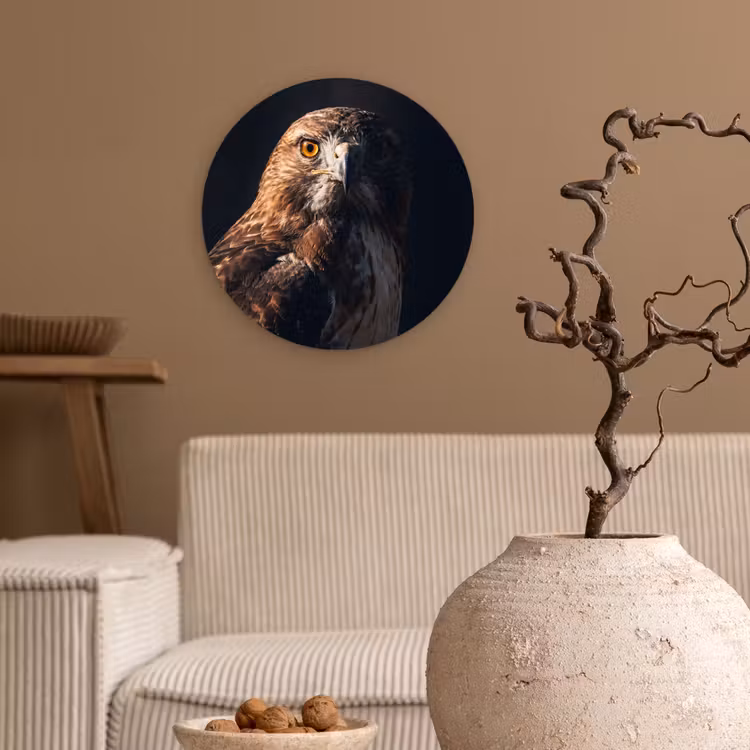 Muurcirkel - Roofvogel - Buizerd - Bruin — 2