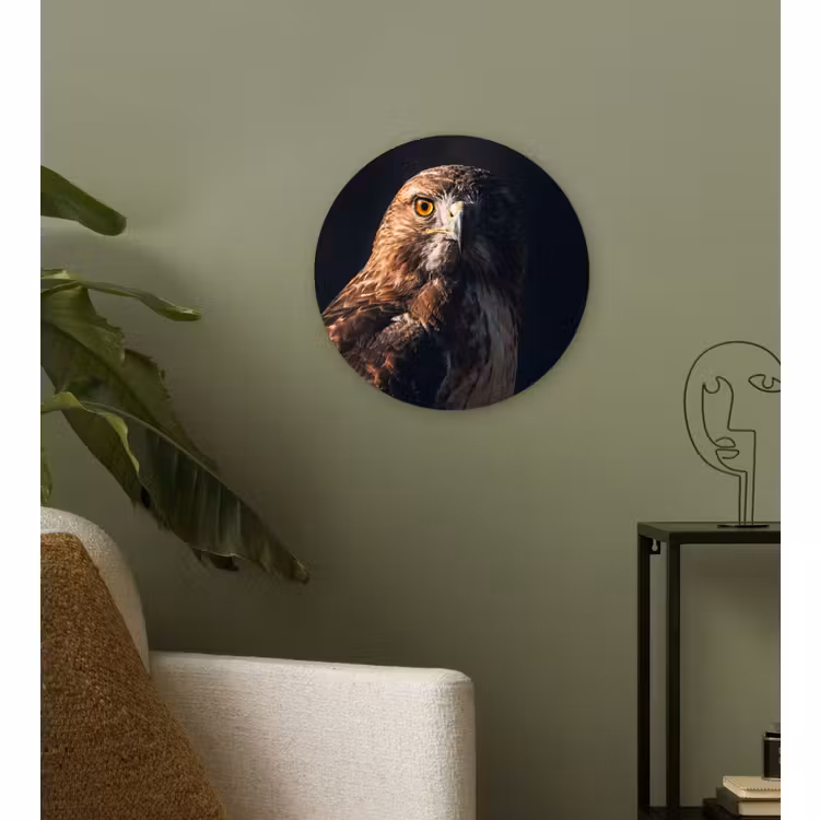 Muurcirkel - Roofvogel - Buizerd - Bruin — 3
