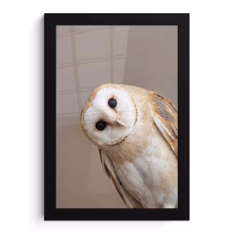 Poster met lijst - Uil - Bruin - Wit — 1