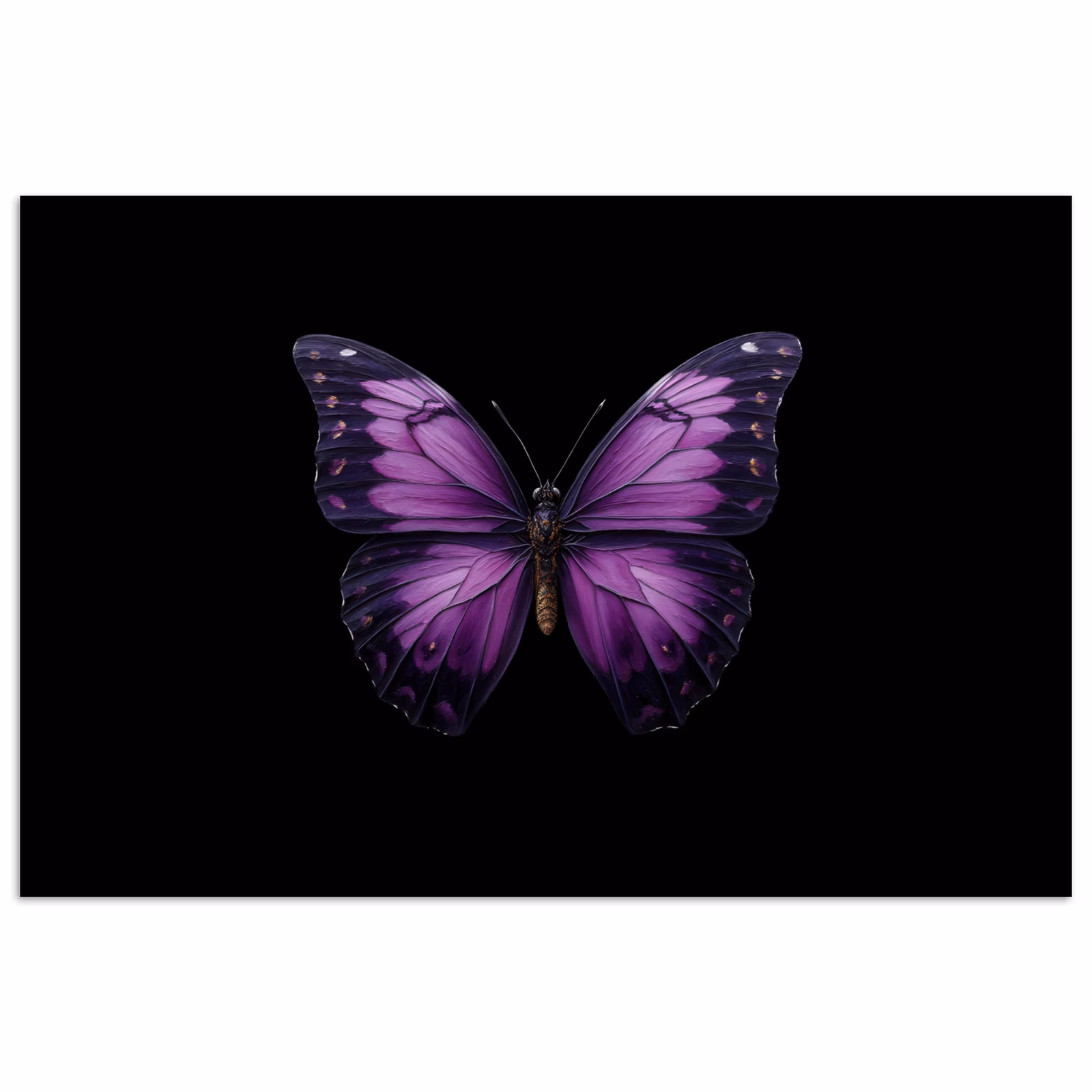 Poster - Vlinder - Paars - Levendig — 1