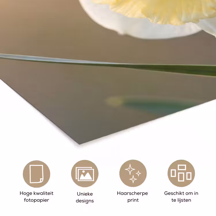 Poster - Narcis - Bloem - Minimalistisch — 5