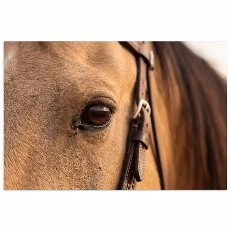 Poster - Paard - Oog - Bruin — 1