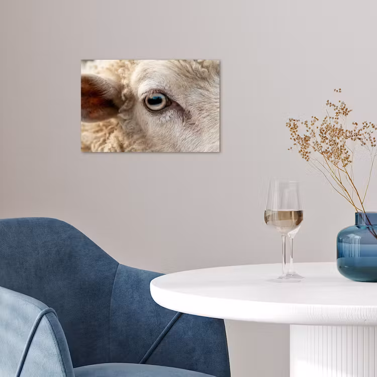 Poster - Schaap - Oog - Wit — 4
