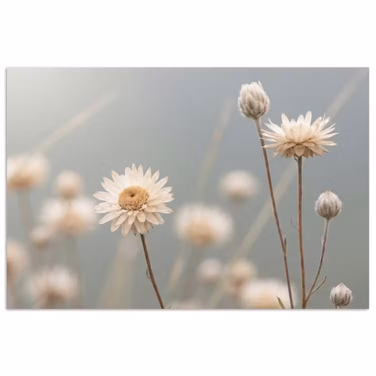 Poster - Strobloemen - Wit - Daglicht — 1