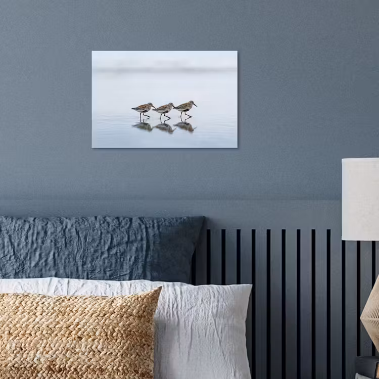 Poster - Vogels - Water - Grijs — 3