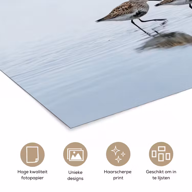 Poster - Vogels - Water - Grijs — 5