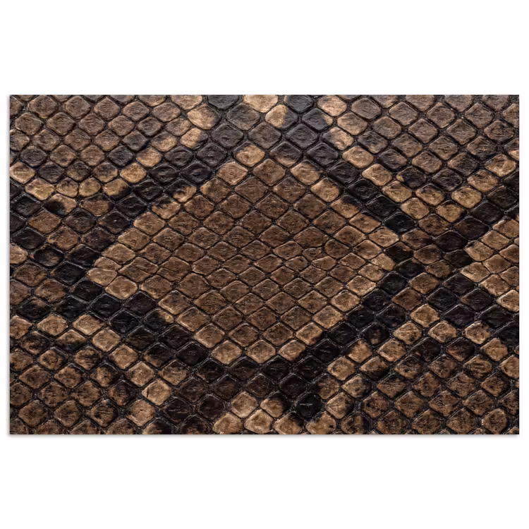 Poster - Python - Schubben - Brons — 1