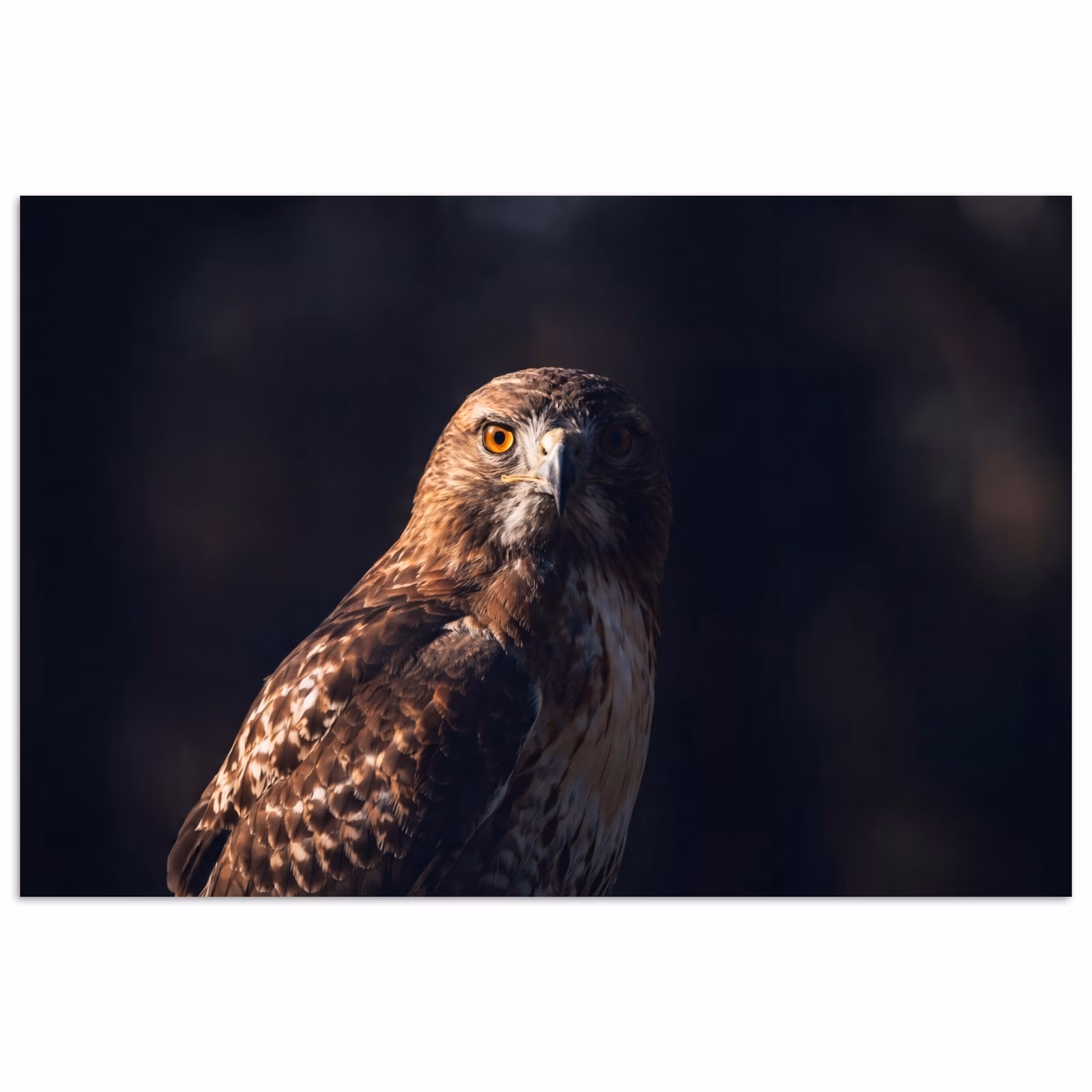 Poster - Roofvogel - Buizerd - Bruin — 1