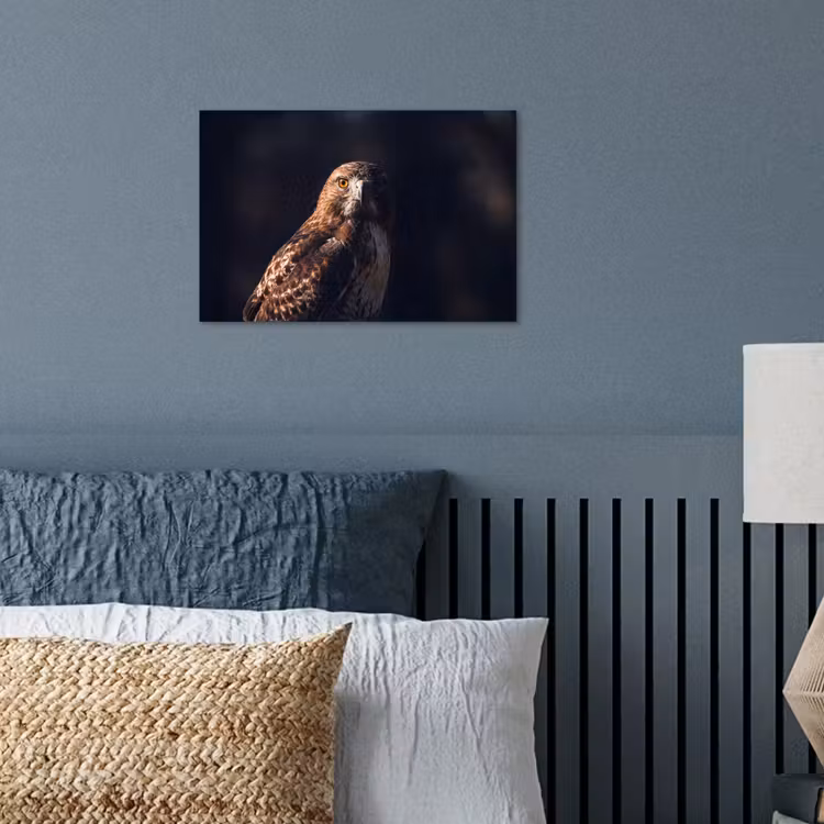 Poster - Roofvogel - Buizerd - Bruin — 3