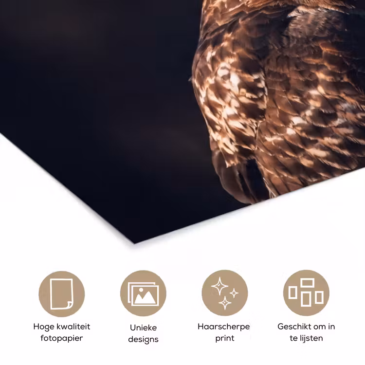 Poster - Roofvogel - Buizerd - Bruin — 5