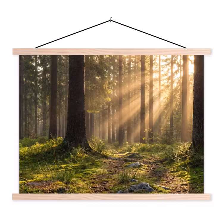 Schoolplaat - Bos - Zonlicht - Gras — 1