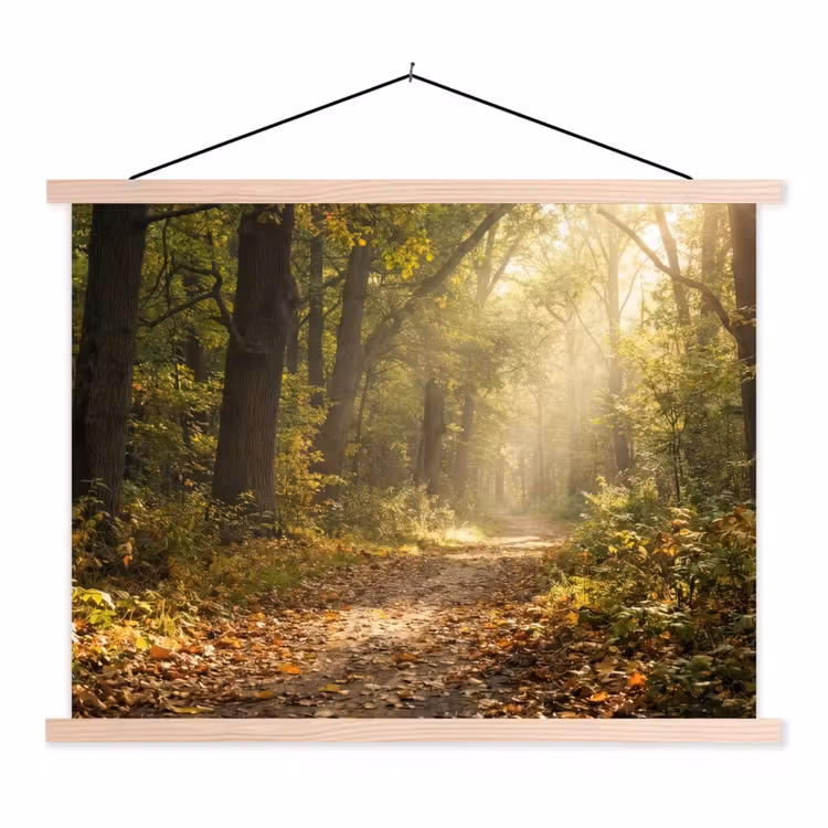 Schoolplaat - Zonlicht - Bospad - Bomen — 1