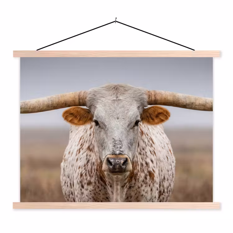 Schoolplaat - Longhorn - Grasveld - Dier — 1