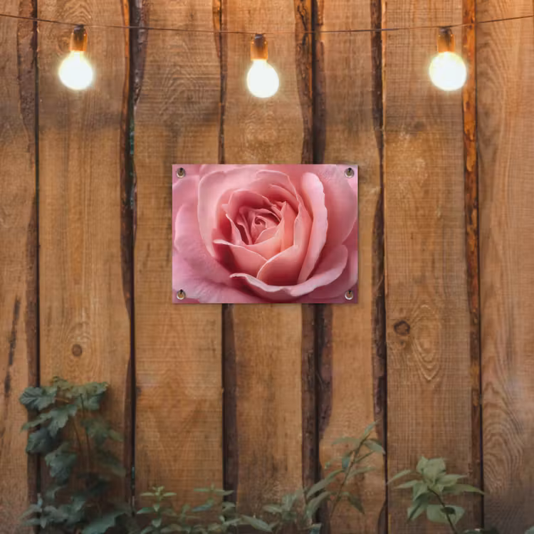 Tuinposter - Roze - Roos - Romantisch — 2
